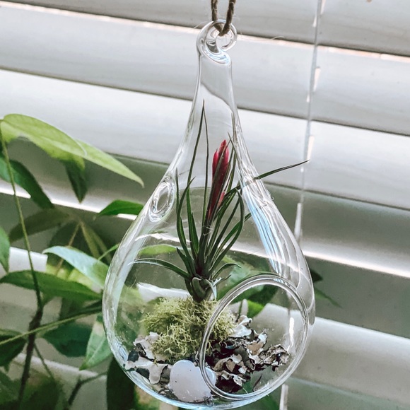 Other - Valentine’s Day Blooming Air Plant Terrarium